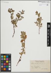 Foto von Salix hastata L. x Salix repens L.